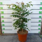 Jaseňovec metlinatý (Koelreuteria paniculata) – výška 50-70 cm, kont. C5L 